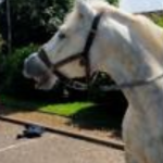 Cheval boulonnais