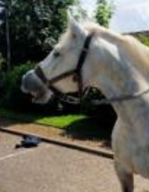 Cheval boulonnais