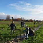 Haie champêtre 2022