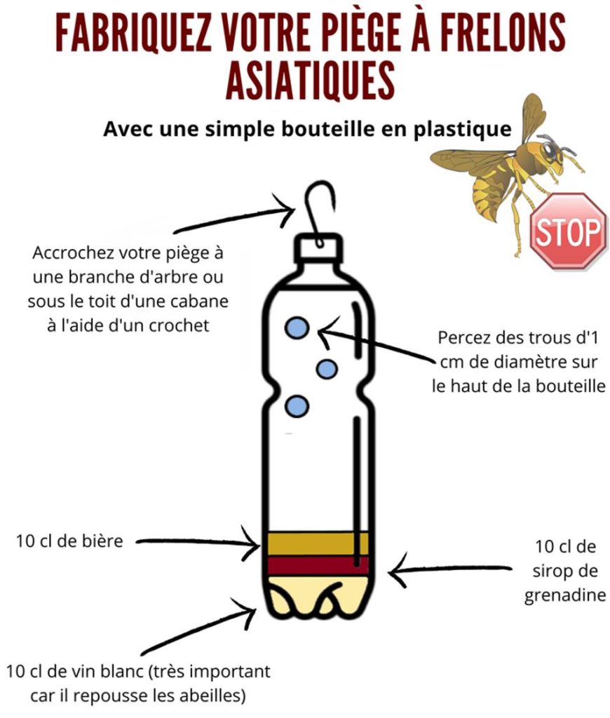 piège à frelons