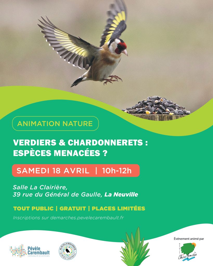 Verdiers et chardonnerets